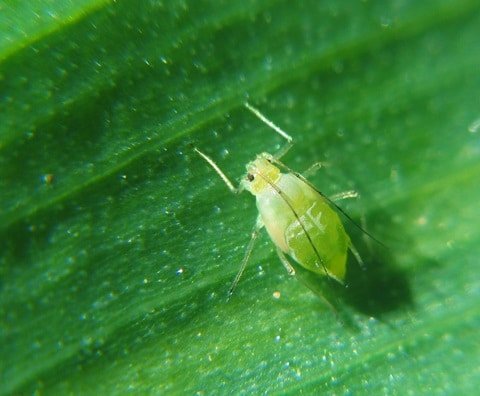 Aphid