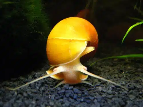 Apple Snail