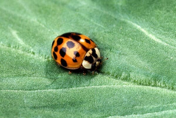 Harmonia Axyridis (Asian Lady Beetle)