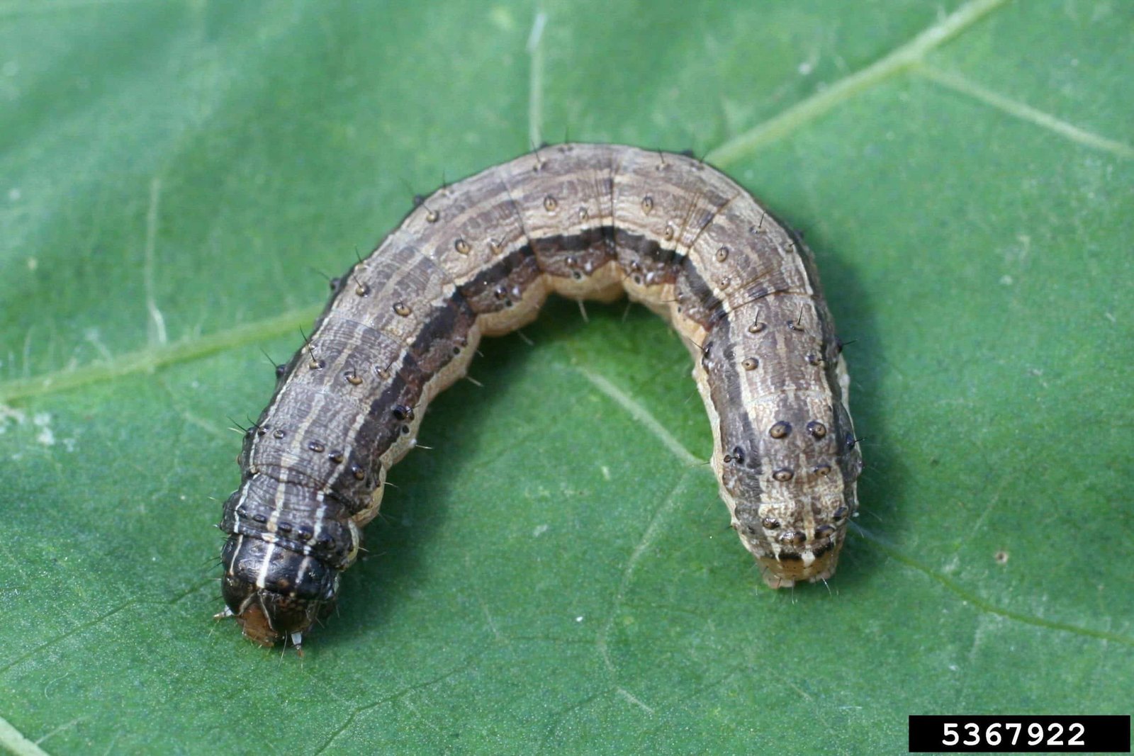 Army Worm