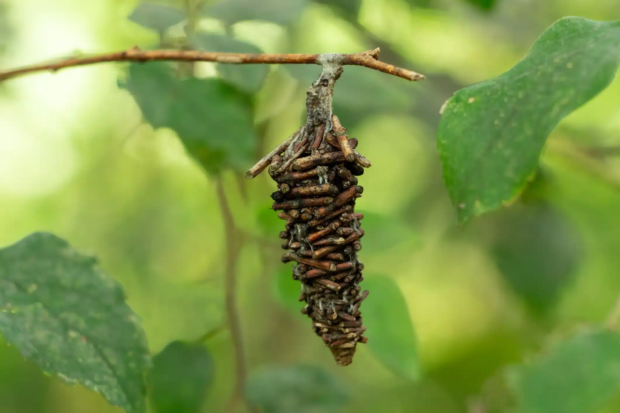 Bagworm