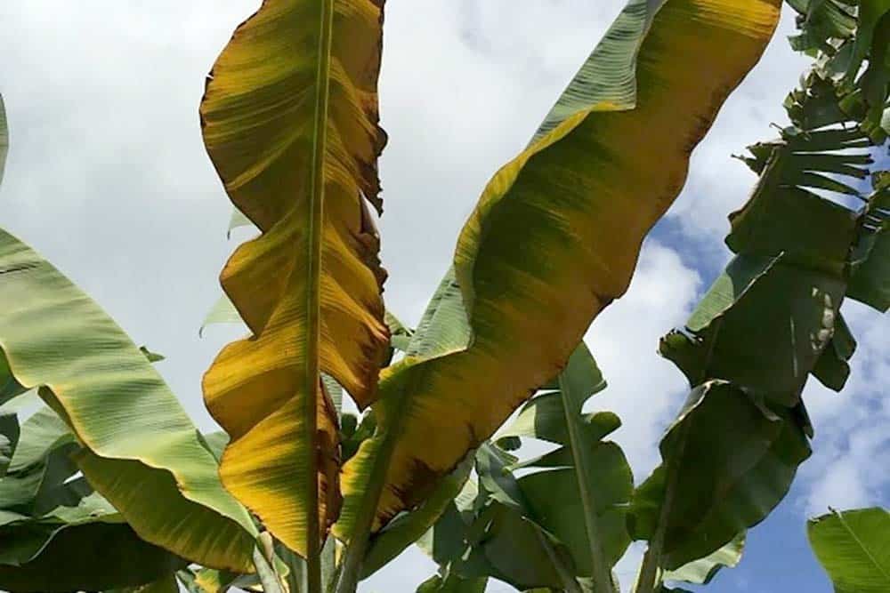 Banana Panama Disease