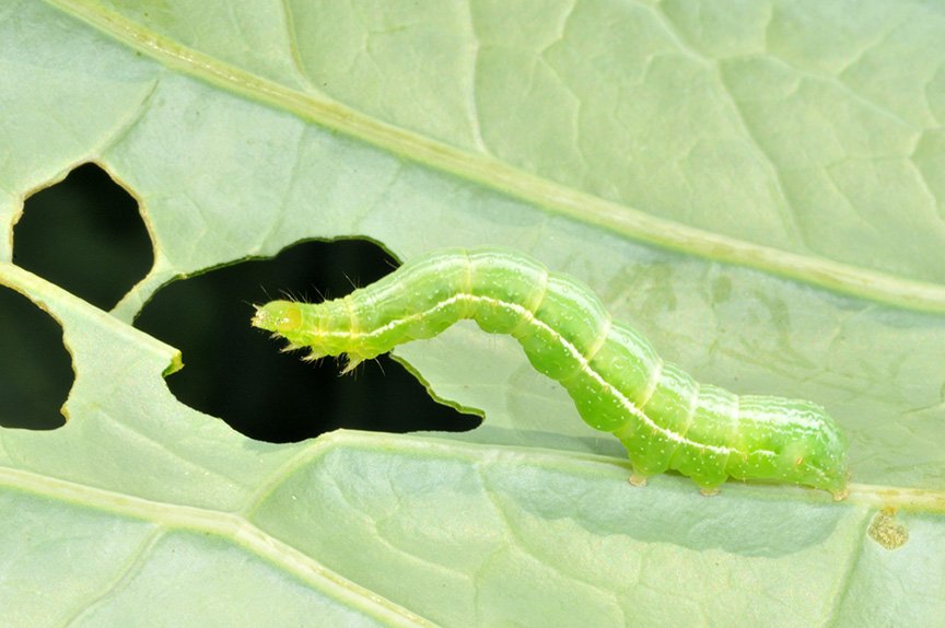 Cabbage Caterpillars