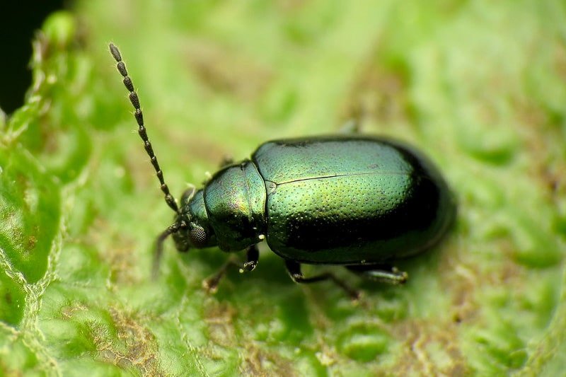 Flea Beetle