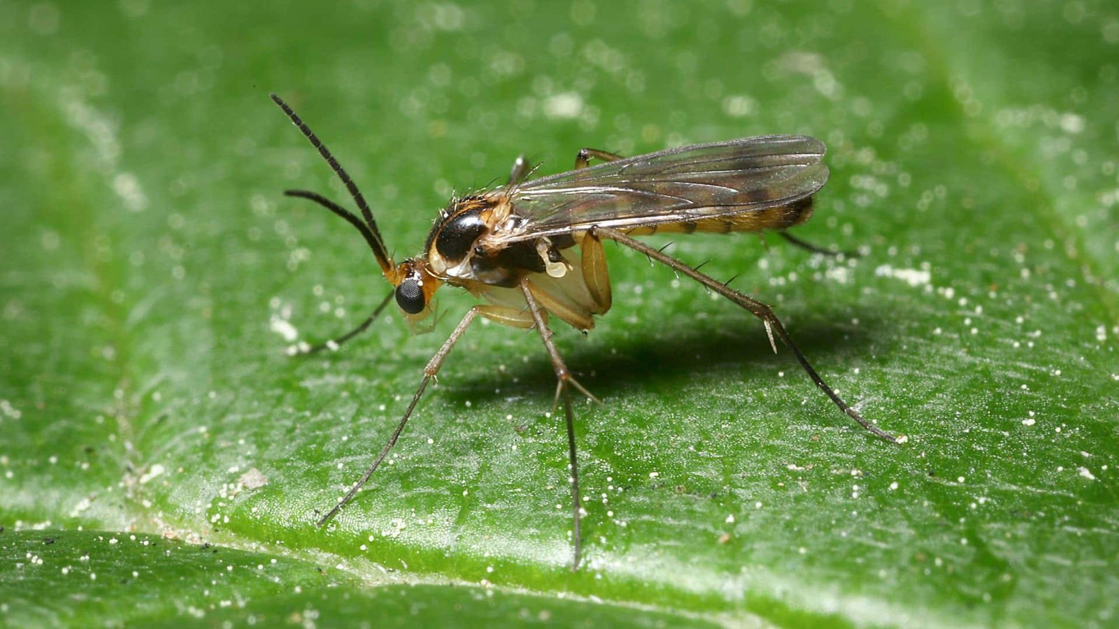 Fungus Gnat