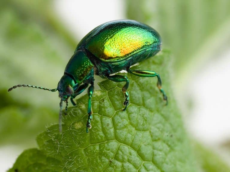 Leaf Beetle