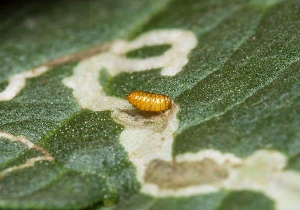 Leaf Miner