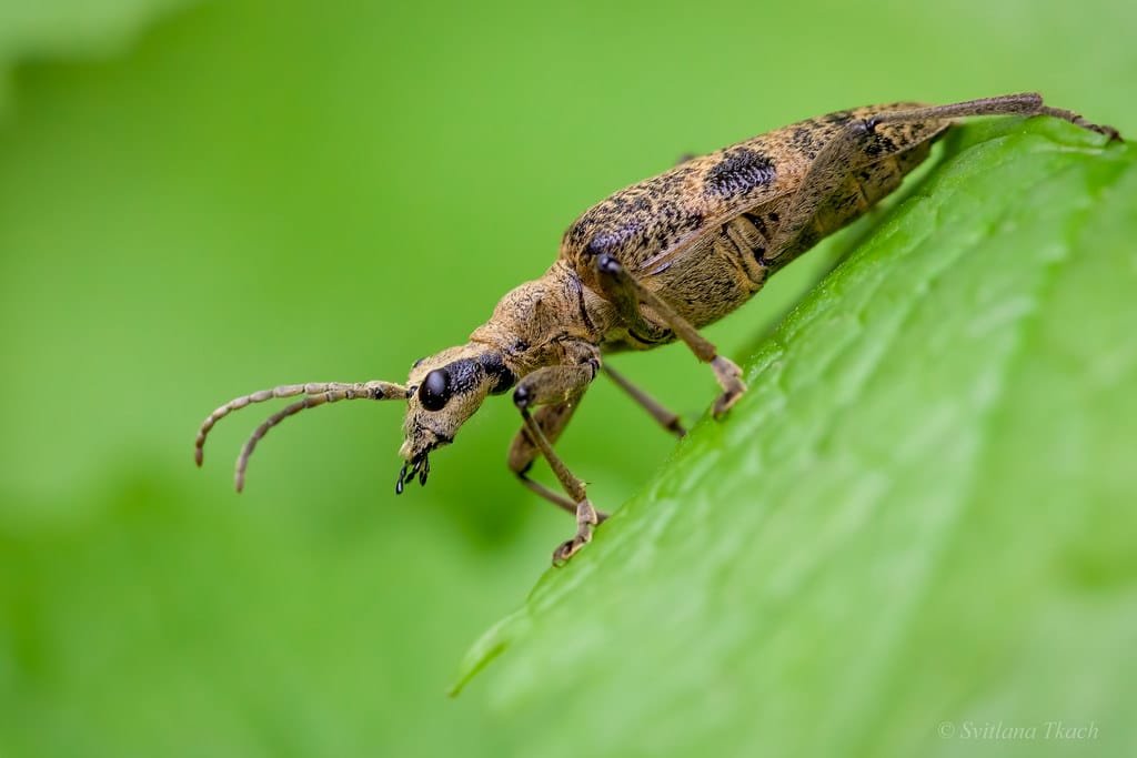 Longhorn Beetle