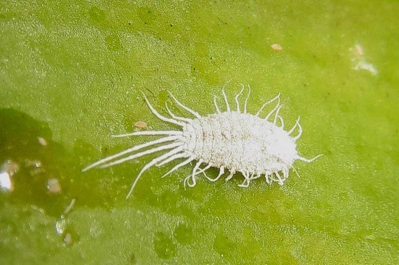 Mealybugs