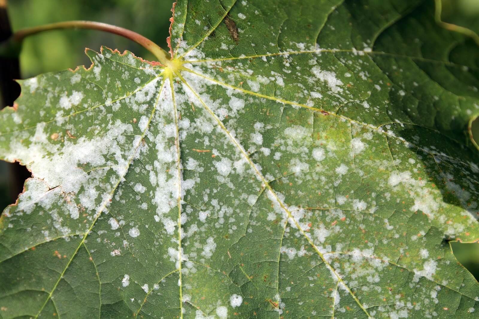 Powdery Mildew