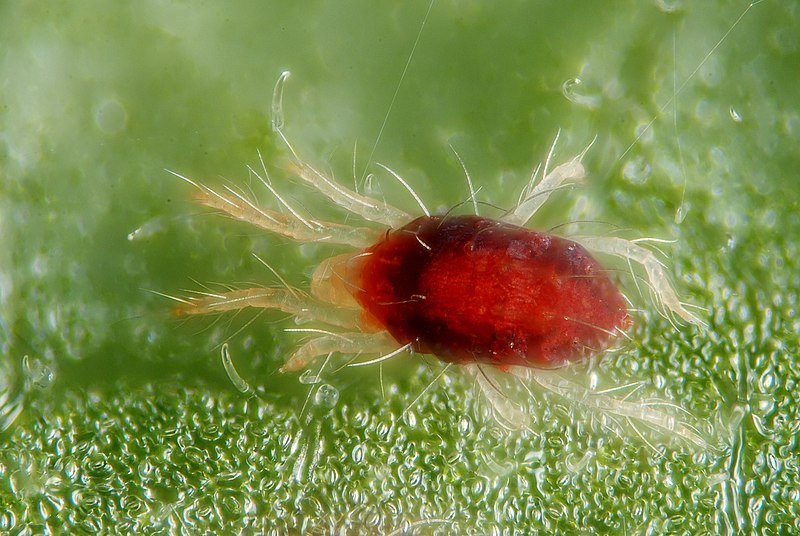 Red Spider Mites