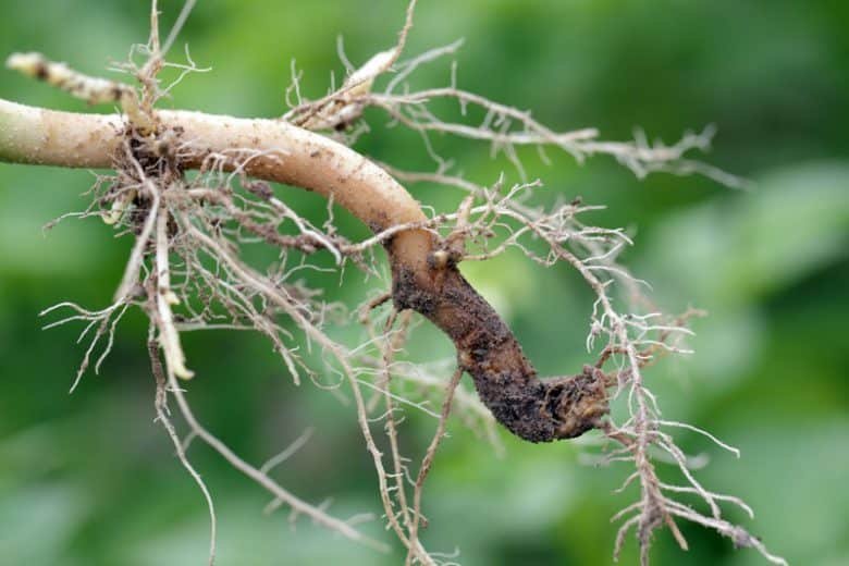 Root Rot