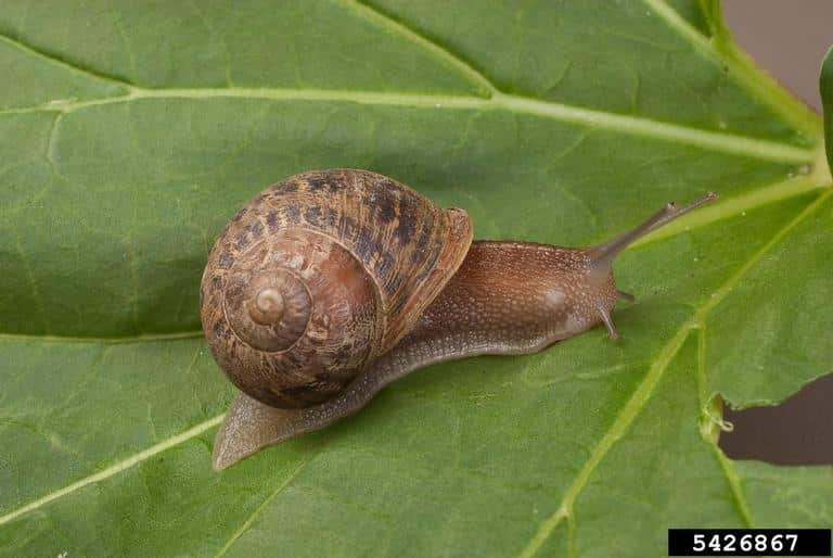 Snail