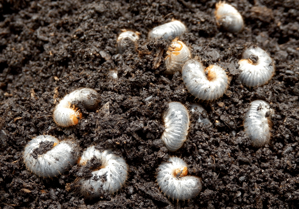 Soil Pest