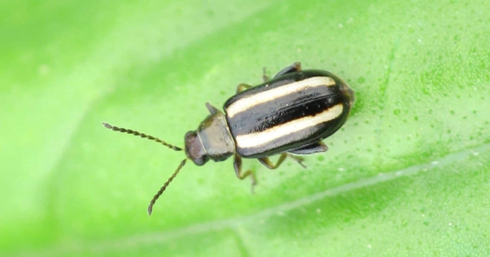 Striped Flea Beetle