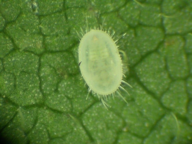 Whiteflies Larvae