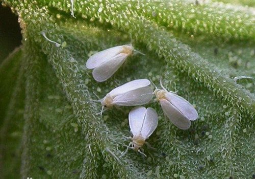 Whiteflies