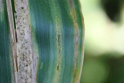 Wilt Blight