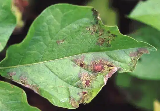 Fusarium Wilt