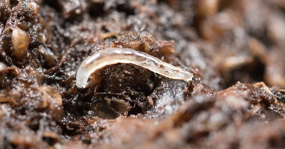 Fungus Gnat Larvae